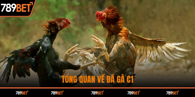 Tổng quan về đá gà C1